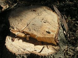 big hickory stump.JPG