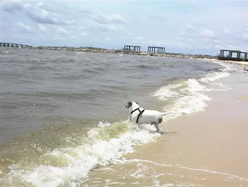 [Hearth.com] Benny loving the heat