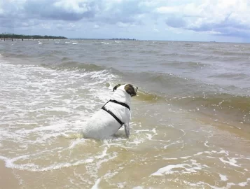 [Hearth.com] Benny loving the heat