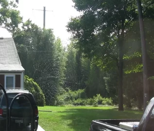 [Hearth.com] Pennsylvania Fishing Spider