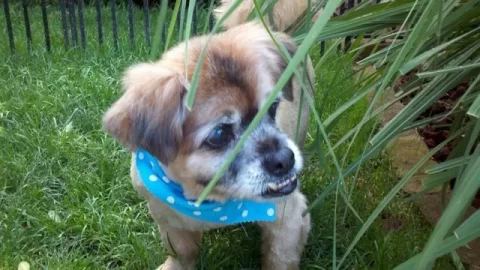 [Hearth.com] Had to put our dog to sleep today...