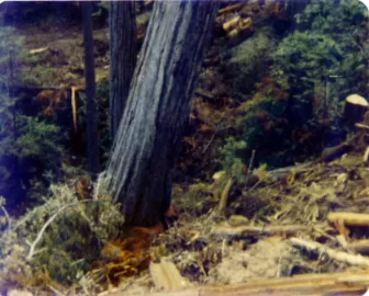 [Hearth.com] General Sherman