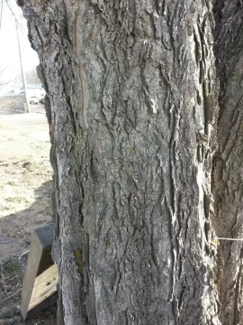 [Hearth.com] Tree Id please.