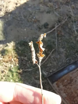 [Hearth.com] Tree Id please.