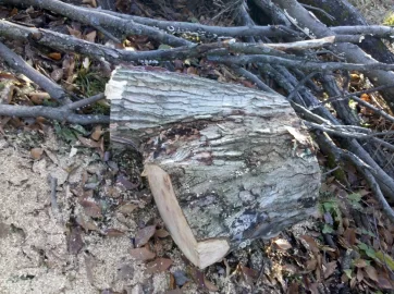 [Hearth.com] Is This White Oak OR ??