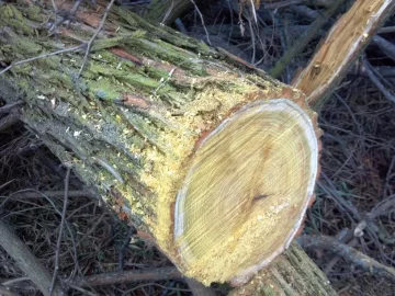 [Hearth.com] Another tree ID please