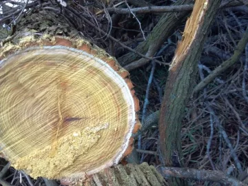 [Hearth.com] Another tree ID please