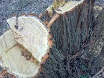 [Hearth.com] Another tree ID please