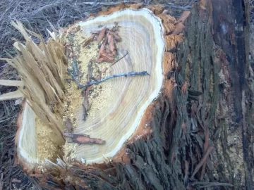 [Hearth.com] Another tree ID please