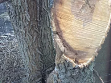 [Hearth.com] Another tree ID please