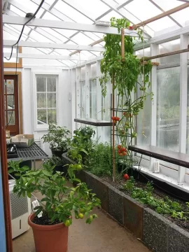 [Hearth.com] Solstice tomatoes