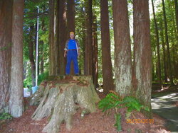 Denny on Redwood stump-2.JPG