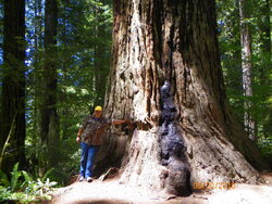Denny thinking about cutting one redwood.JPG