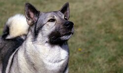 norwegian-elkhound.jpg