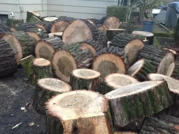 [Hearth.com] Guess the wood species