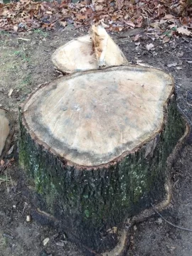 [Hearth.com] Wood ID please