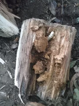 [Hearth.com] Bugs I've brought in the house on my firewood...