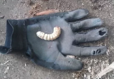 [Hearth.com] Bugs I've brought in the house on my firewood...