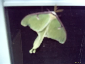 [Hearth.com] Bugs I've brought in the house on my firewood...
