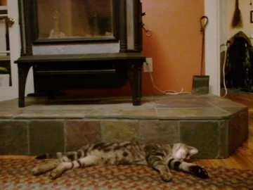 [Hearth.com] New season - pets enjoying the fire