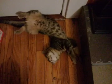 [Hearth.com] New season - pets enjoying the fire