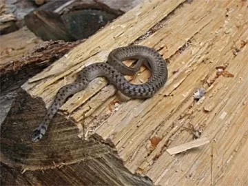 [Hearth.com] Snake ID ?
