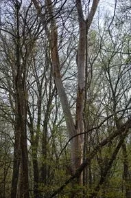 [Hearth.com] How many here PLANT trees as well as cut them?