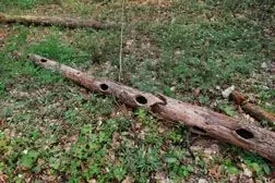 [Hearth.com] How many here PLANT trees as well as cut them?