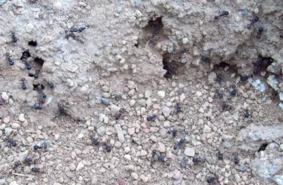 [Hearth.com] Bugs Beetles Spiders O My!