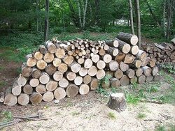 Wood pile.jpg
