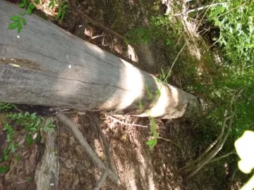 [Hearth.com] Q what type tree