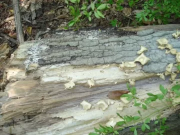 [Hearth.com] Q what type tree