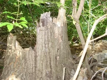 [Hearth.com] Q what type tree