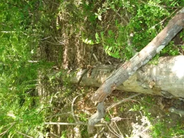 [Hearth.com] Q what type tree