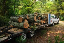 Post a pic of your woodhauler