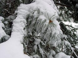 Covered pine.jpg