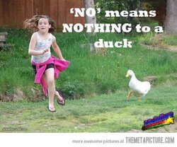 funny-duck-chasing-little-girl.jpg