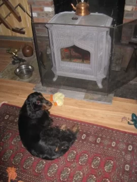 [Hearth.com] Maybe a Woodstock advertisement in his future?
