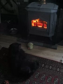 [Hearth.com] Maybe a Woodstock advertisement in his future?