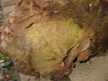 [Hearth.com] Would you take a 36" oak that has.....