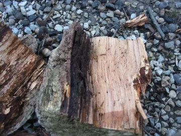 [Hearth.com] Would you take a 36" oak that has.....