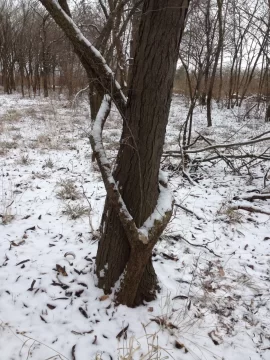 [Hearth.com] Is this a "tree hugger"?