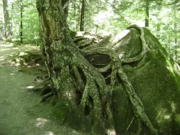 [Hearth.com] Is this a "tree hugger"?