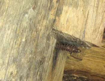 [Hearth.com] Hidden treasures - Before & After the Fire