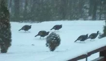 [Hearth.com] Snow pics anyone - before, during, after