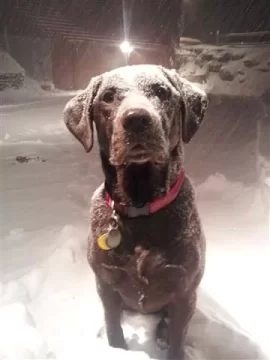[Hearth.com] Snow pics anyone - before, during, after