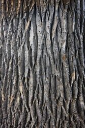 3665640-texture-of-a-giant-cottonwood-tree-trunk-with-vertical-bark-patterns.jpg