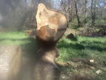 [Hearth.com] Using Old Crosscut Saw