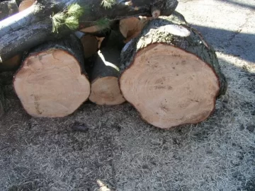 [Hearth.com] CL White Pine Score,my tree service contact hooked me up again