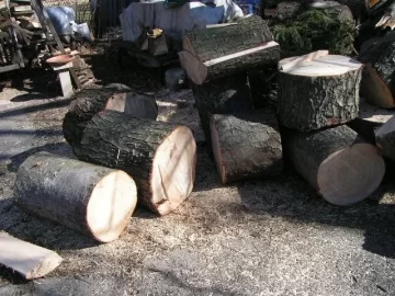 [Hearth.com] CL White Pine Score,my tree service contact hooked me up again